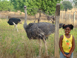 Lawaba Ostrich